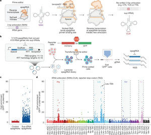 Edición genética para corregir mutaciones causantes de enfermedades hereditarias